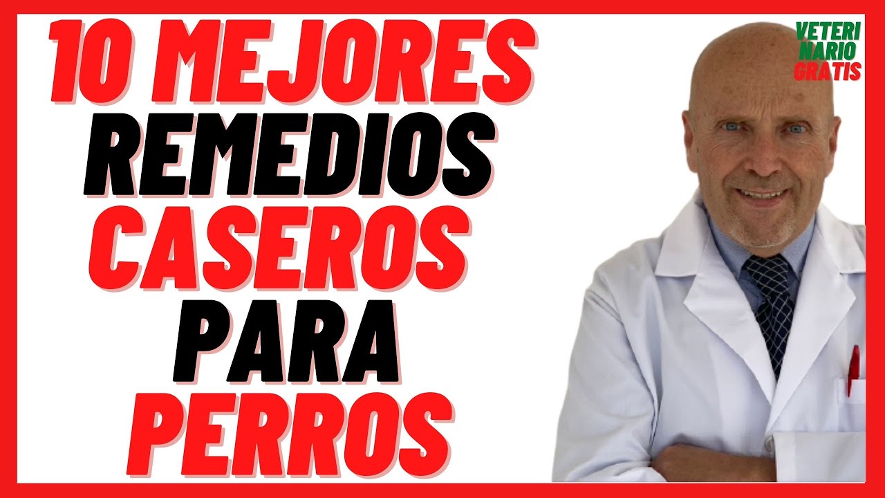 🟢  Los 10 Mejores Remedios Caseros y Naturales para el Cuidado de Perros Enfermos 🟢