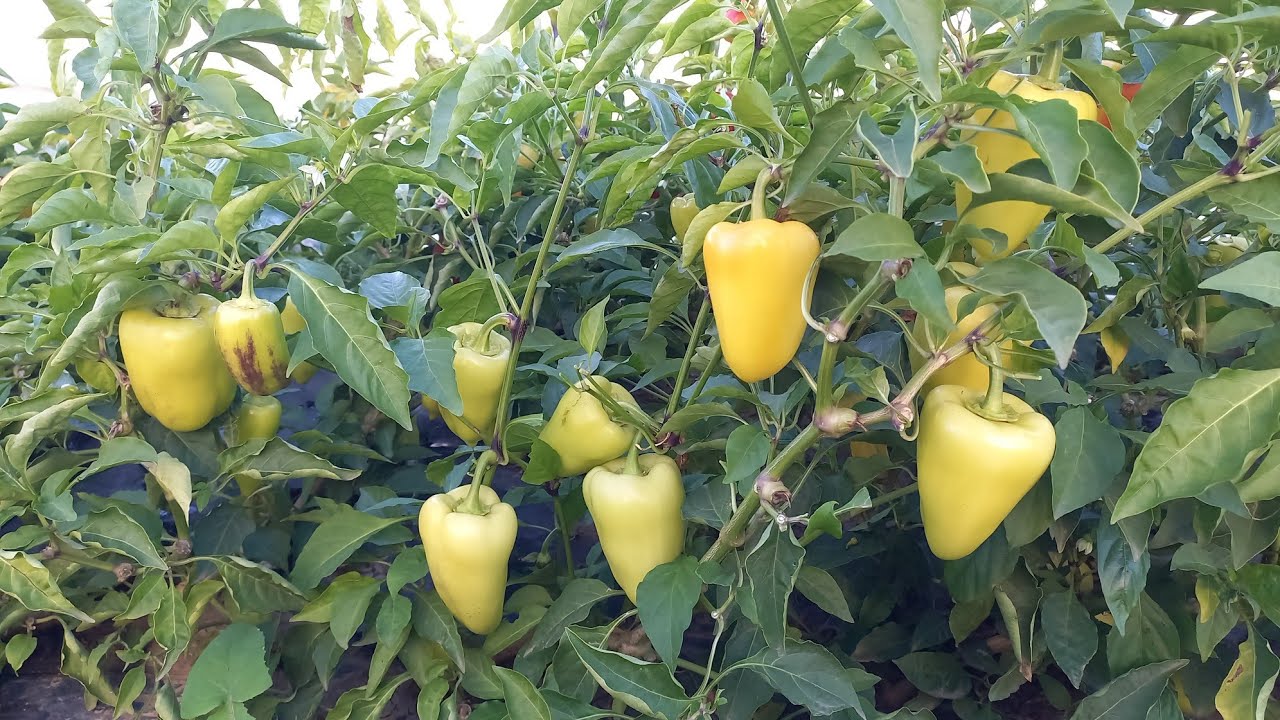 Останній перець 