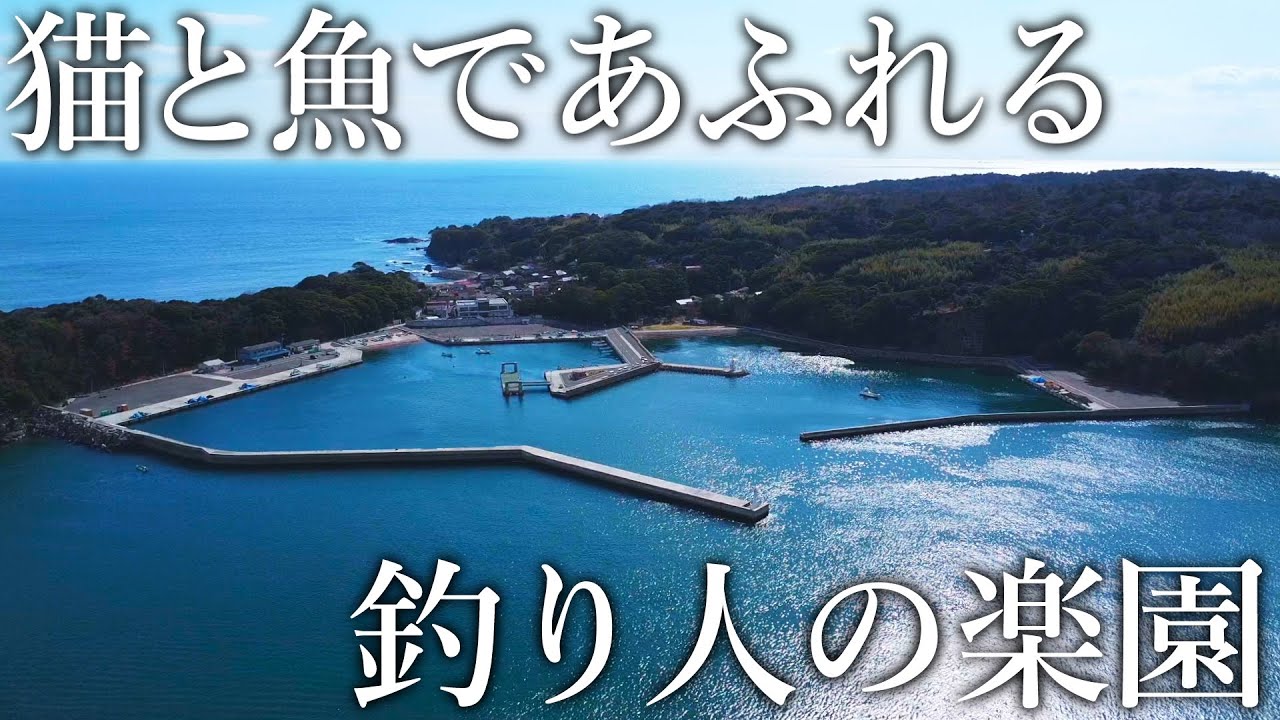【猫であふれる島】住民より猫が多い［ネコ島］は魚も大漁になる釣り人の楽園でした