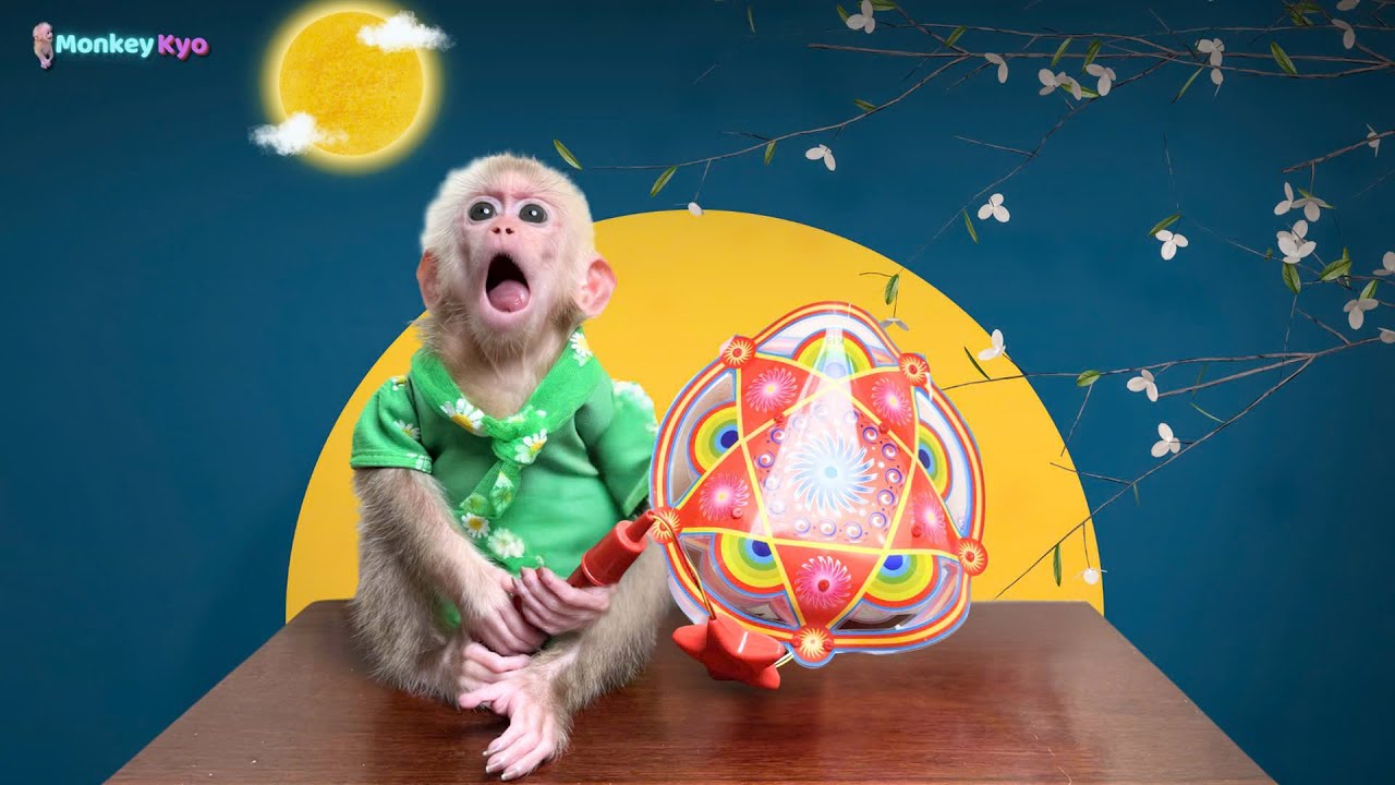 Monkey Kyo is happy to receive a special Mid - Autumn festival gift!