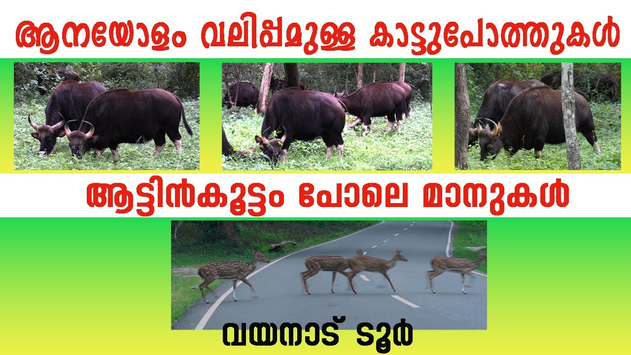 ആനയോളം വലിപ്പമുള്ള കാട്ടുപോത്തുകൾ | ആട്ടിൻകൂട്ടം പോലെ മാനുകൾ | വയനാട് ടൂർ