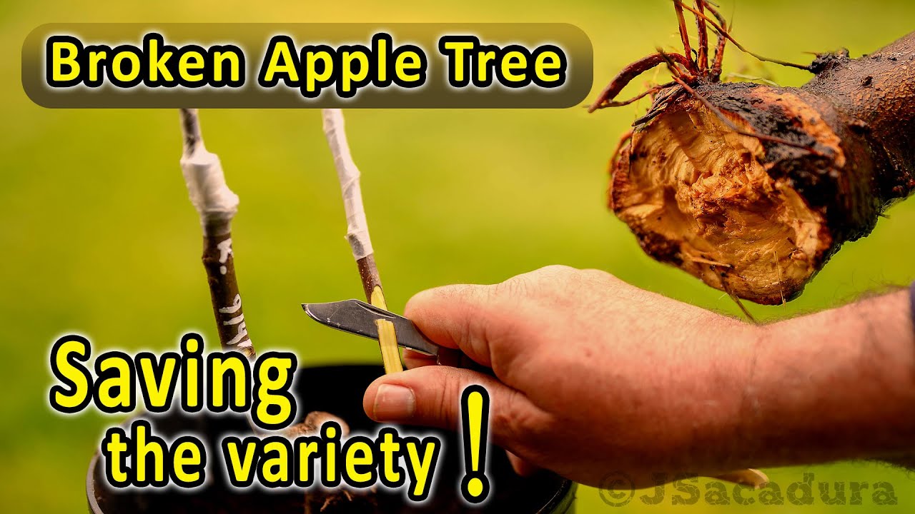 Grafting Fruit Trees | Broken Apple Tree – How do I save the fruit variety?