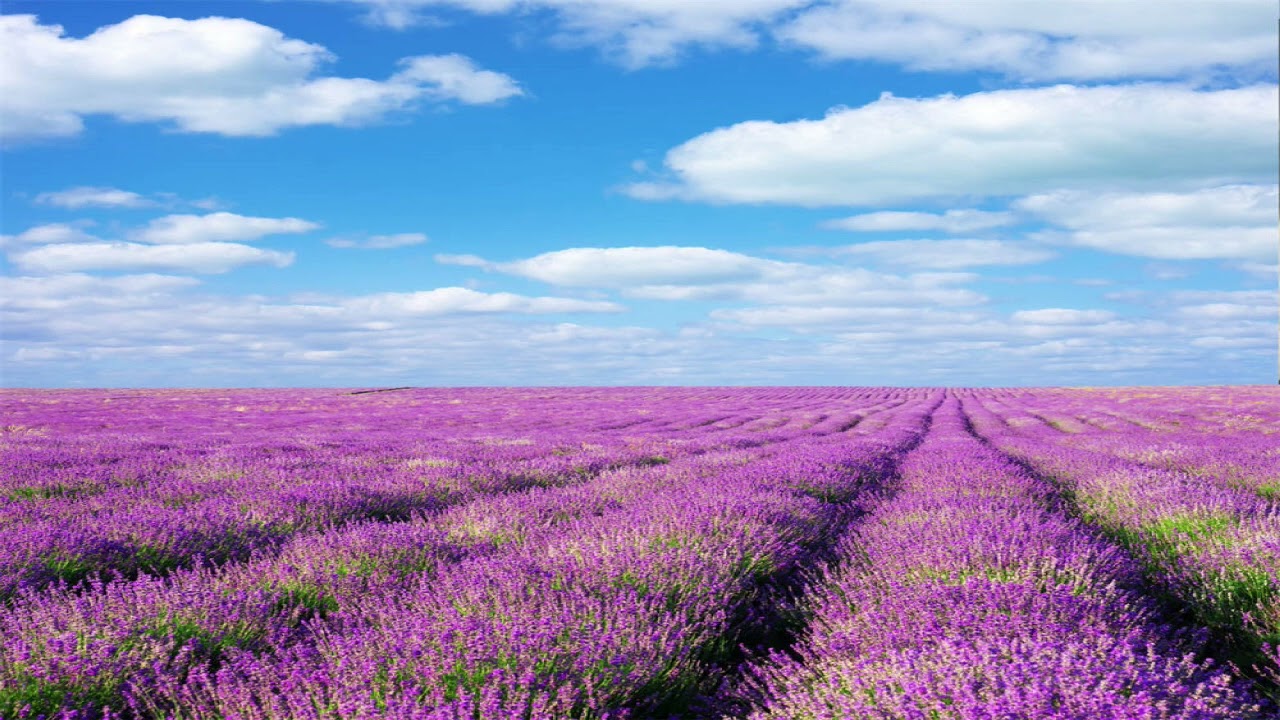 鋼琴曲/心裡的孩子/ 周杰倫稻香/莫文蔚Karen Mok慢慢喜歡你 /理查克萊德門Richard Clayderman 秋的喁語 /周杰倫晴天/ 哈利波特/人世間 /孤勇者