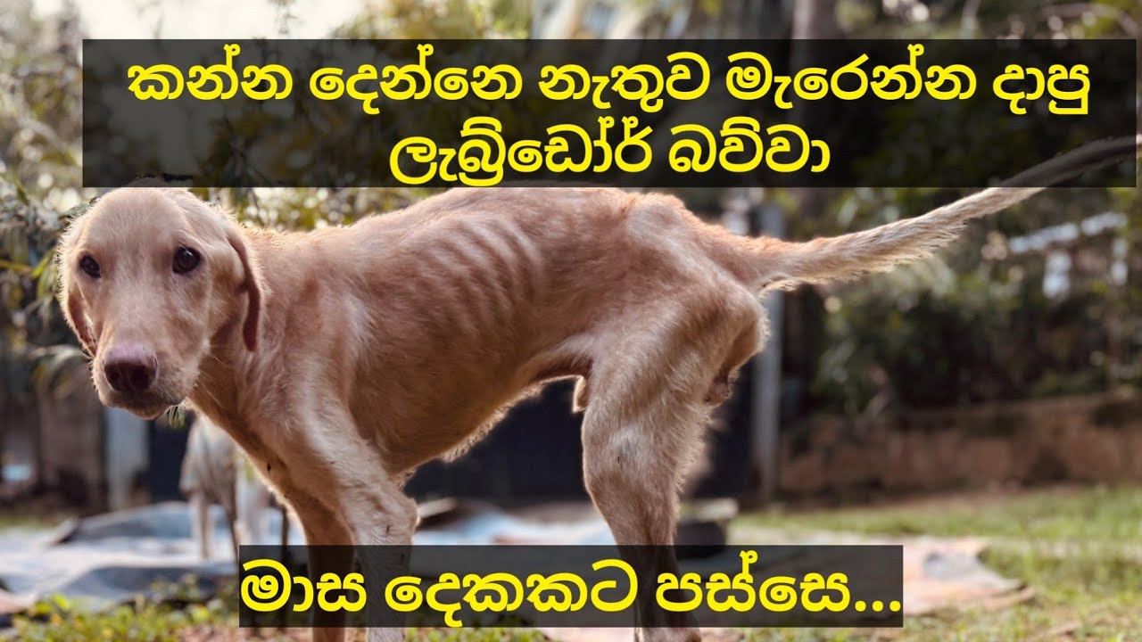 ඇටසැකිල්ලක් උන ලැබ්‍රඩෝර් බව්වා 🫣😲❤️ අම්මෝ එයාගෙ වෙනස #dog #labrador #abandoned