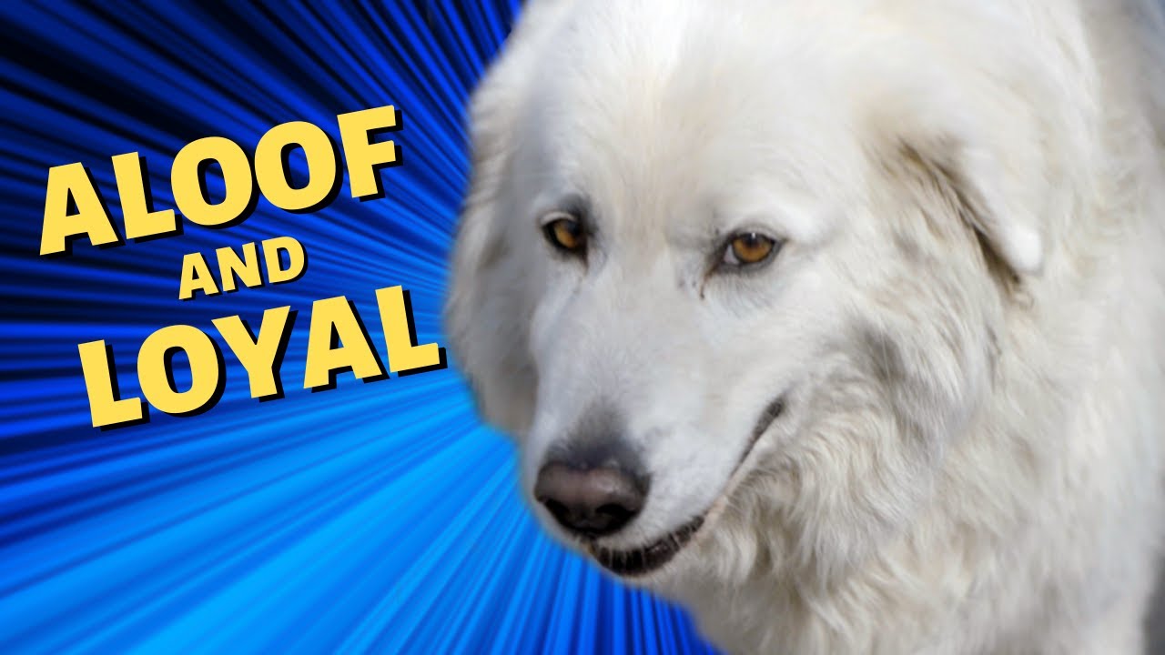 Archie the Maremma - Aloof and Loyal - Told by Sarah