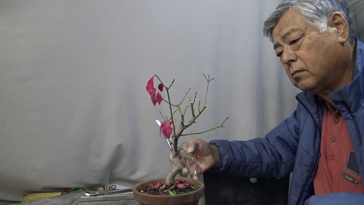 KOMAYUMI. EUONYMUS ALATUS. Bonsai master cut,repot,use the thick wire to the tree.