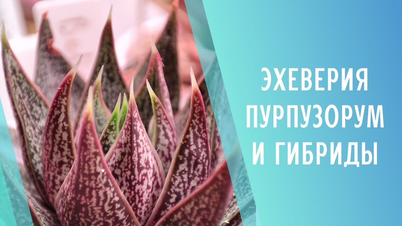 Эхеверия Пурпузорум и её гибриды🌱 Echeveria Purpusorum hybrid