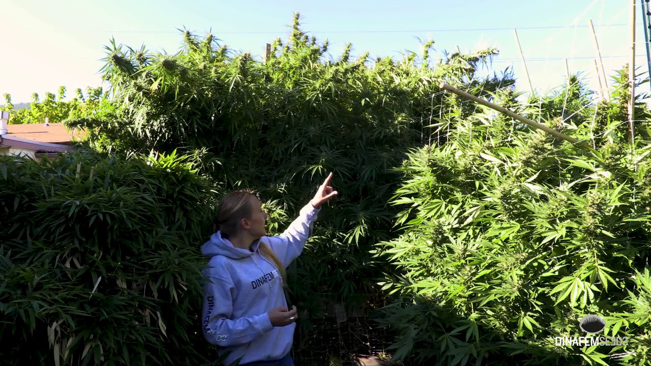 Huge Critical   2 0 marijuana plant grown outdoors in Oregon