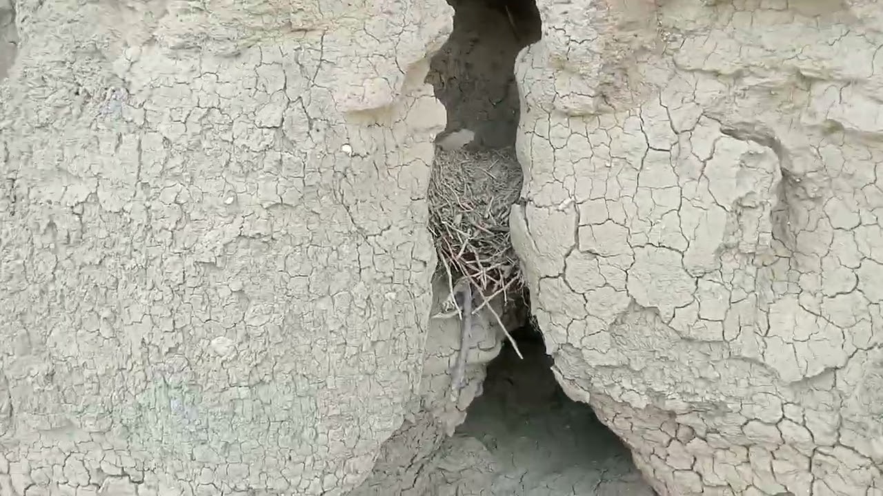 توليعة رمضانية 🌛 من قلب البرية 🤯