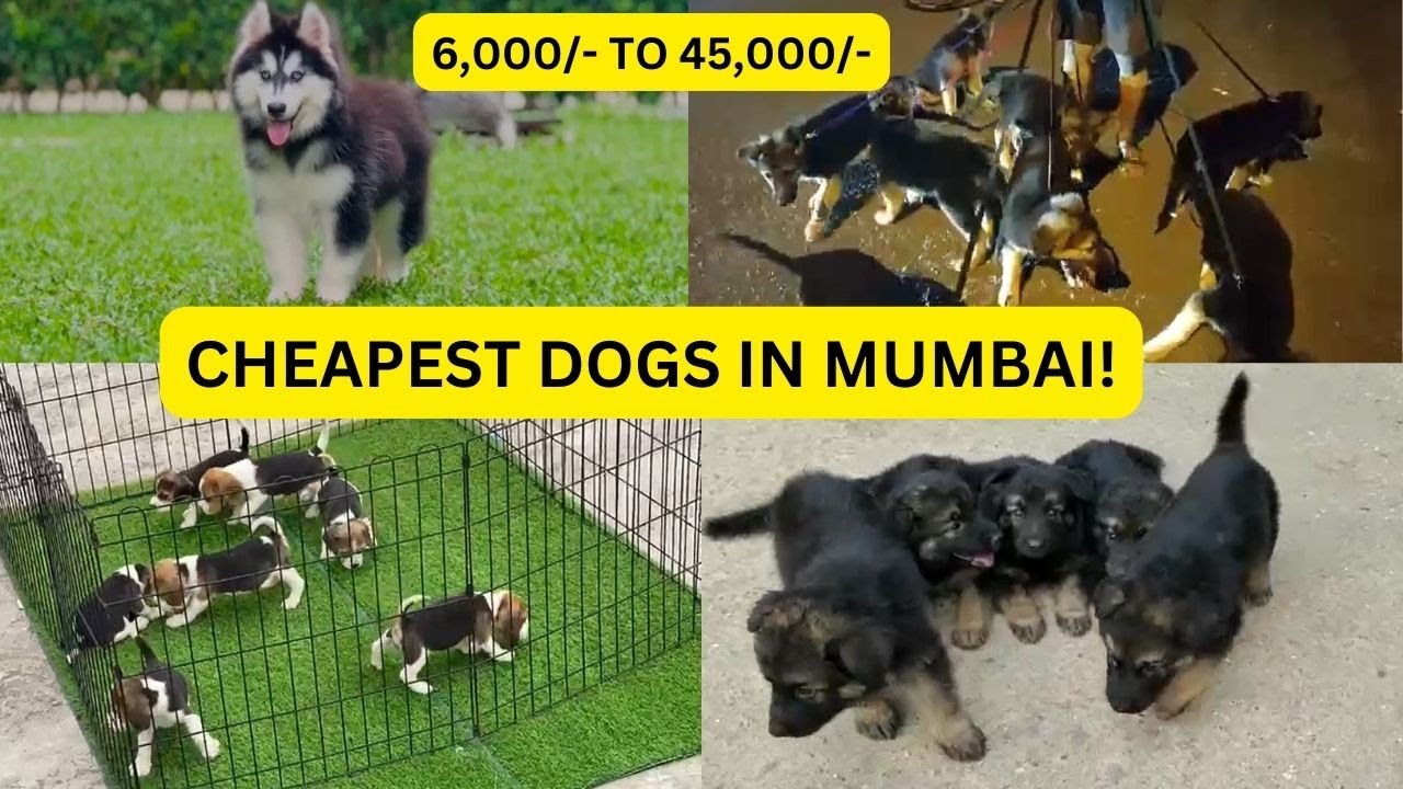 Cheapest Dogs in Mumbai part - 2