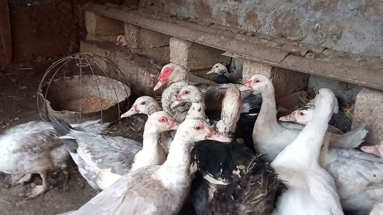 🔴 LAL ORDEKLER UCUN YERLER VE RENGLERLER BAGLI MELUMAT