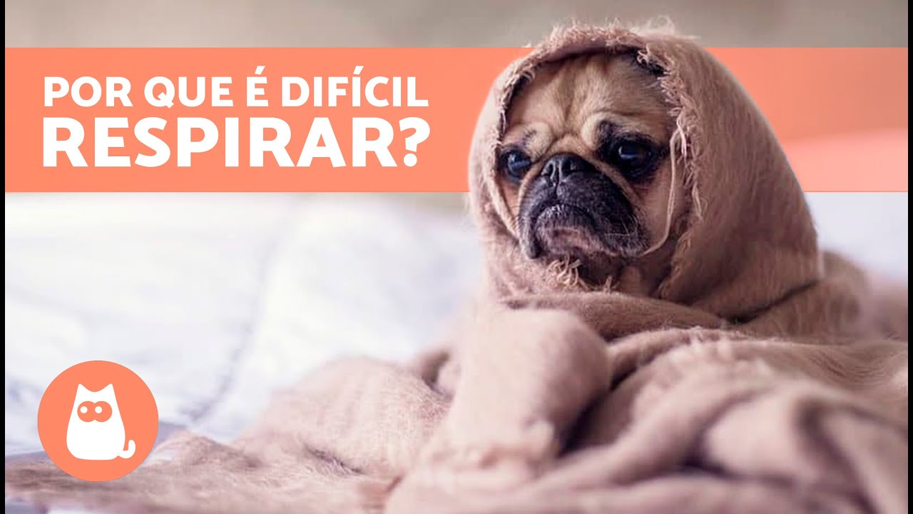 Meu CACHORRO está com CATARRO e RESPIRA MAL 🐶💦 Por que e o que fazer?