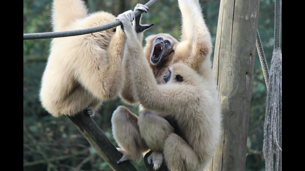 Withandgibbons geluid, zang / Lar Gibbons sound,sing : Olmense Zoo