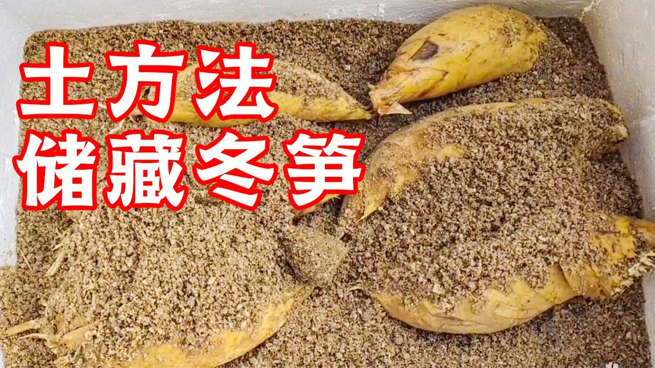 吃不完的冬笋该怎么保存？两个简单小技巧，让你的冬笋半个月鲜嫩如初【山村大雄】