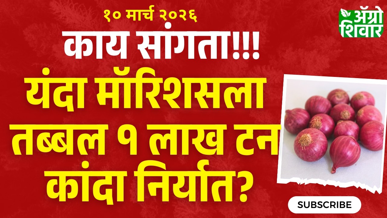 kanda bajar bhav |  मॉरिशसला यंदा १ लाख टन कांदा निर्यात होणार? काय सांगता?