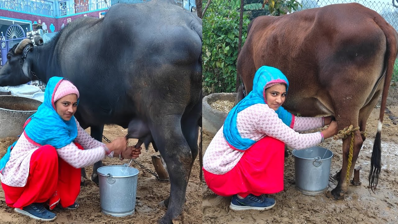 Buffalo milking | Cow milking full video | village vlogs