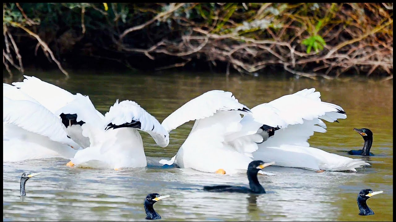 Neotropic Cormorants and American White Pelicans feeding in collaboration