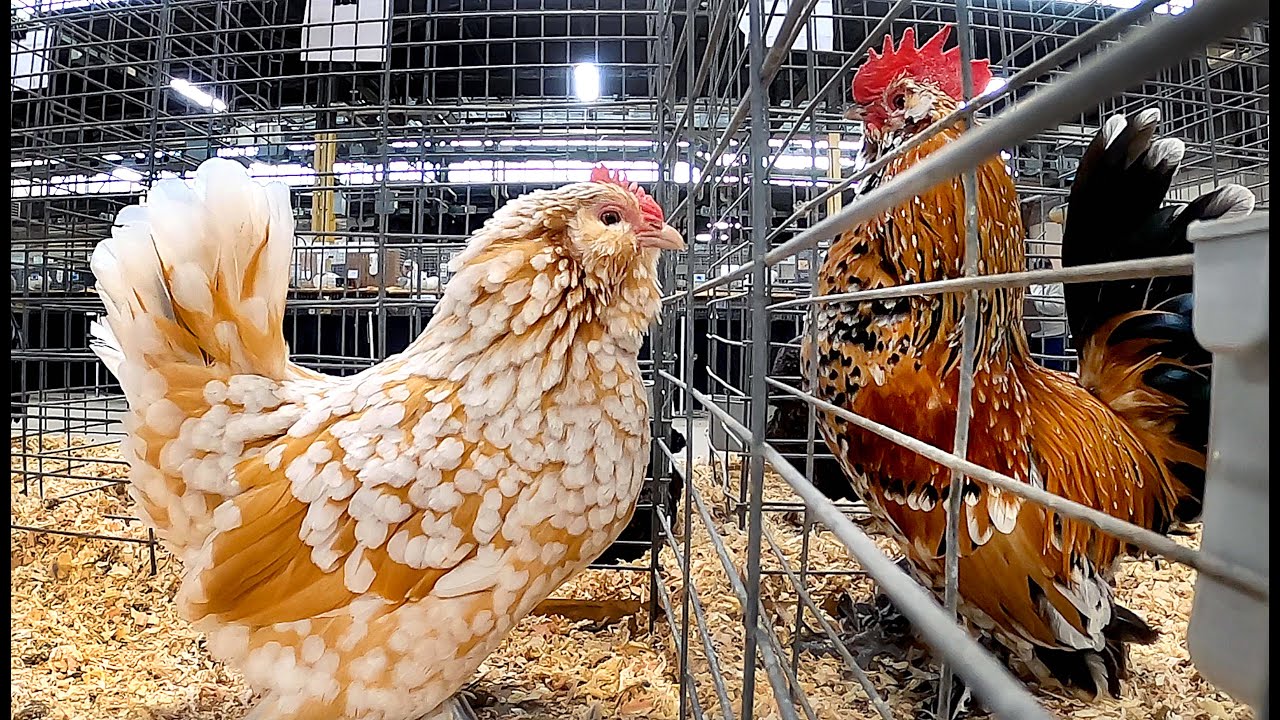 Belgian Bearded Chicken prize winners at Pennsylvania Farm Show 2022