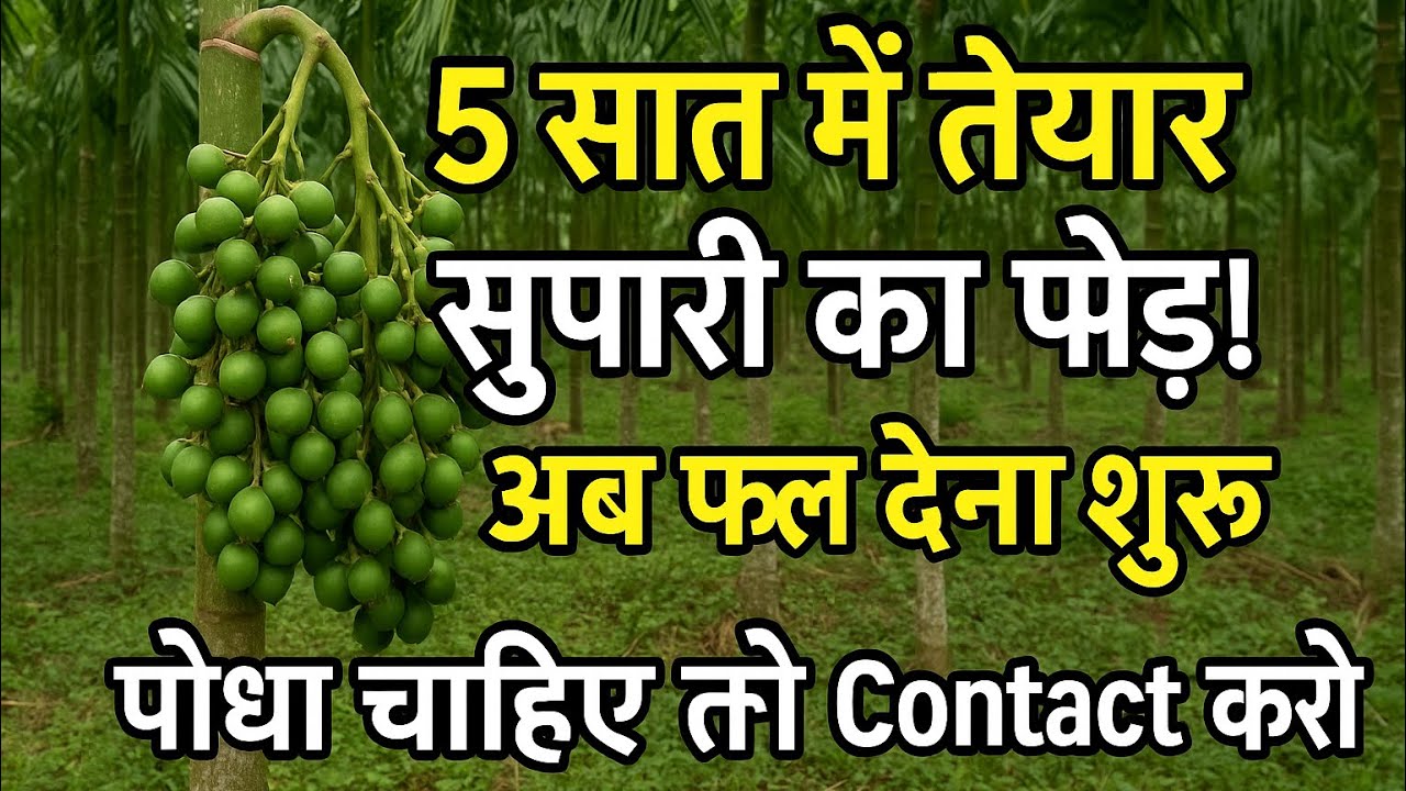 Supari Farming Real Result | Fruiting Trees After 5 Years