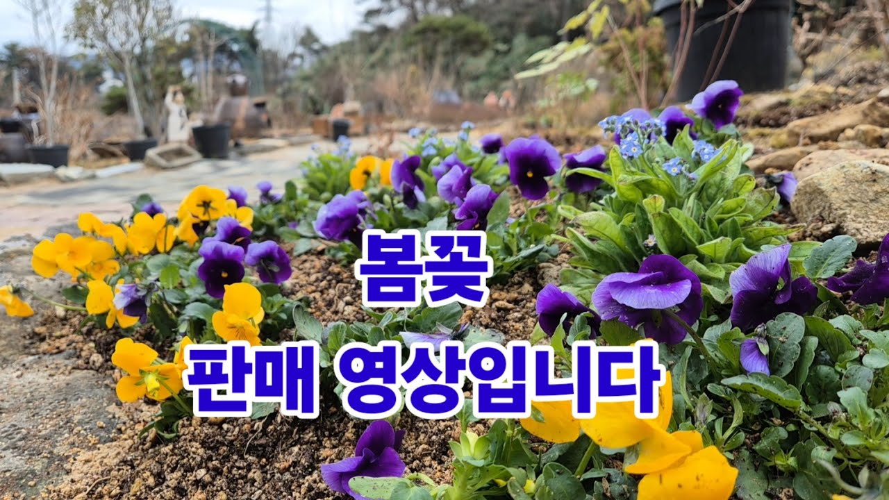 #봄꽃 설화, 설란, 네모필라,캄파눌라,지브라앵초,해바라기앵초,깽깽이풀