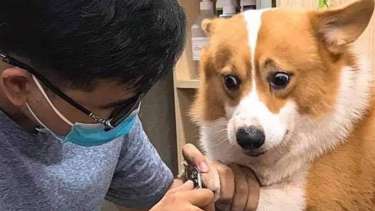 FUNNIEST DOGS 🐶 - Don't try to hold back LAUGHTER 🤣 | Goofy Pets