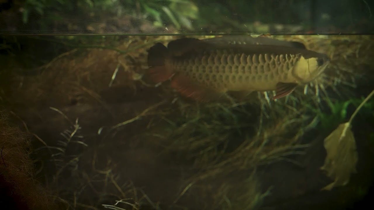 ASMR | Arowana swimming at Auckland Zoo