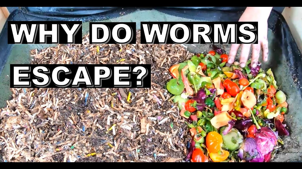 Why Do WORMS ESCAPE your worm bin- and what to do about it.