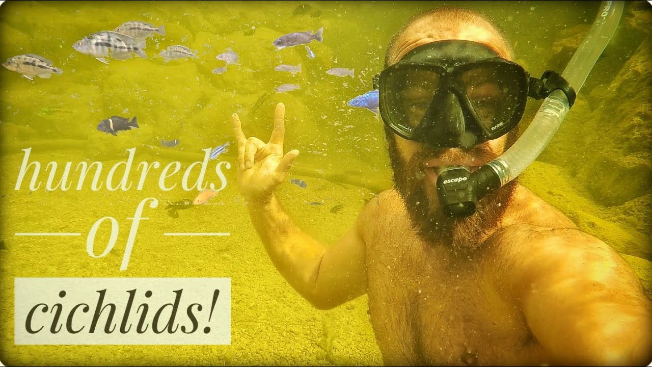 Swimming with the Cichlids!