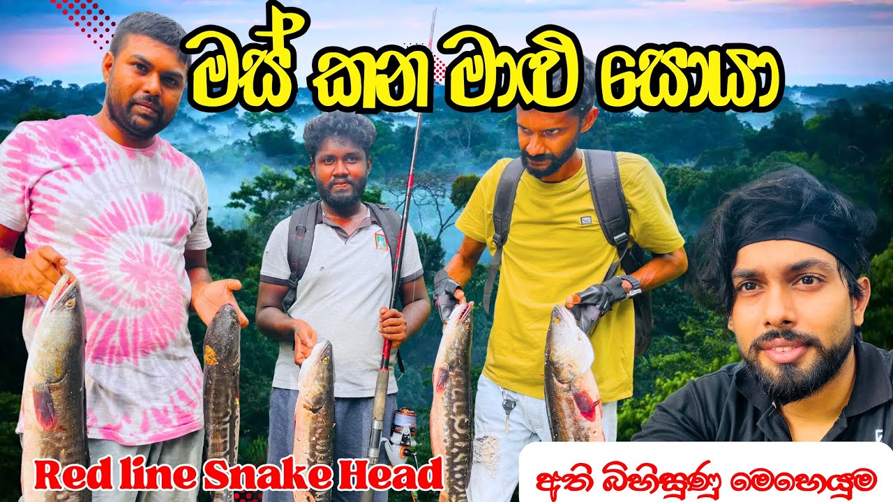 “අඳුරු ජලයේ රතු භීෂණය! | Red Line Snakehead 🐍🐟” @Kavishkadilshanwijayarathna 
