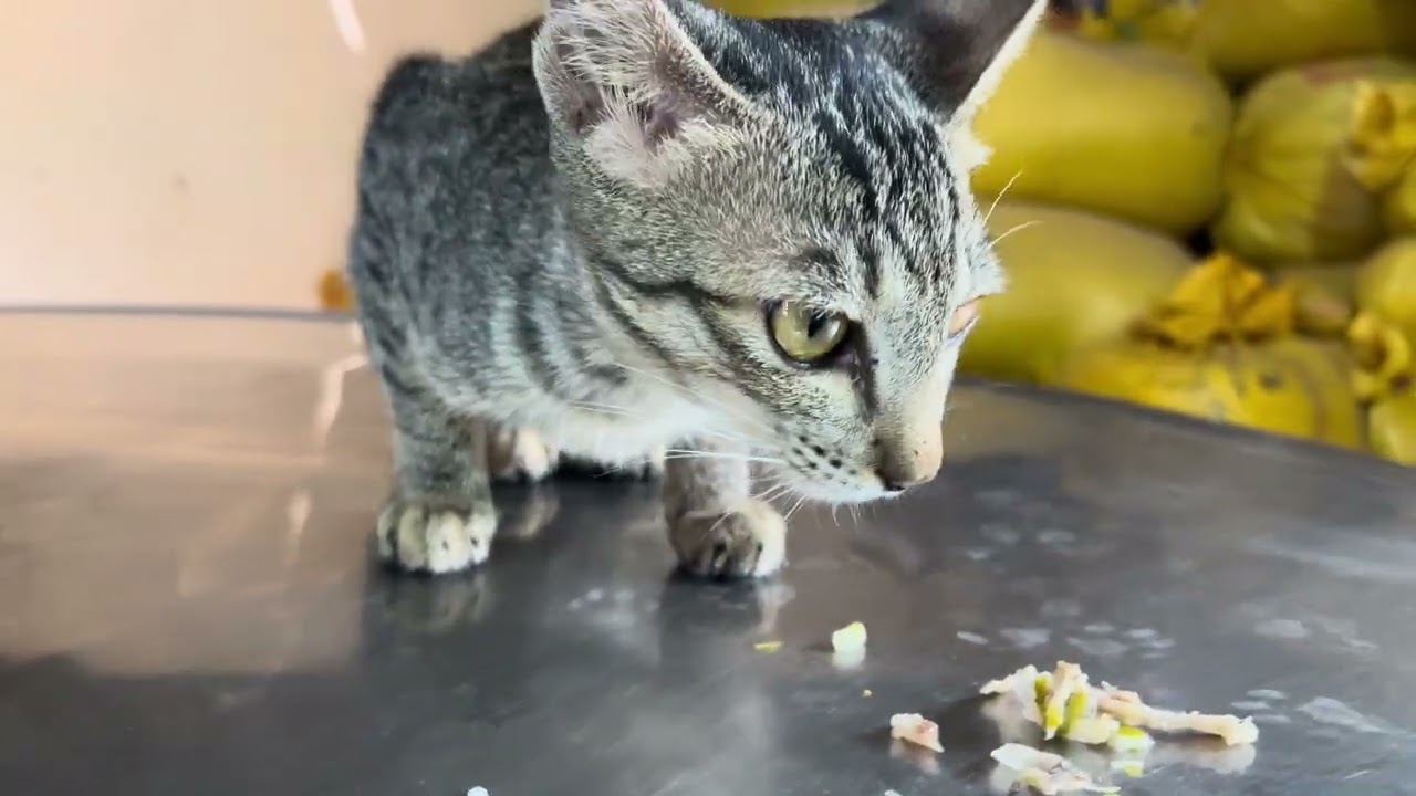Cat like Fish food then meat 