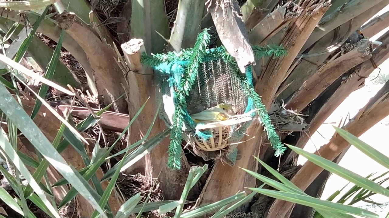 عمل محميه للطيور من الالف للياء Aviary