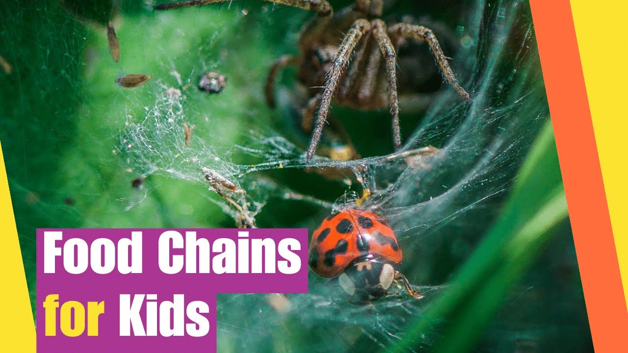 Food Chains for Kids | Science Grades 3 to 8  Learn About Food Chains in the Ecosystem