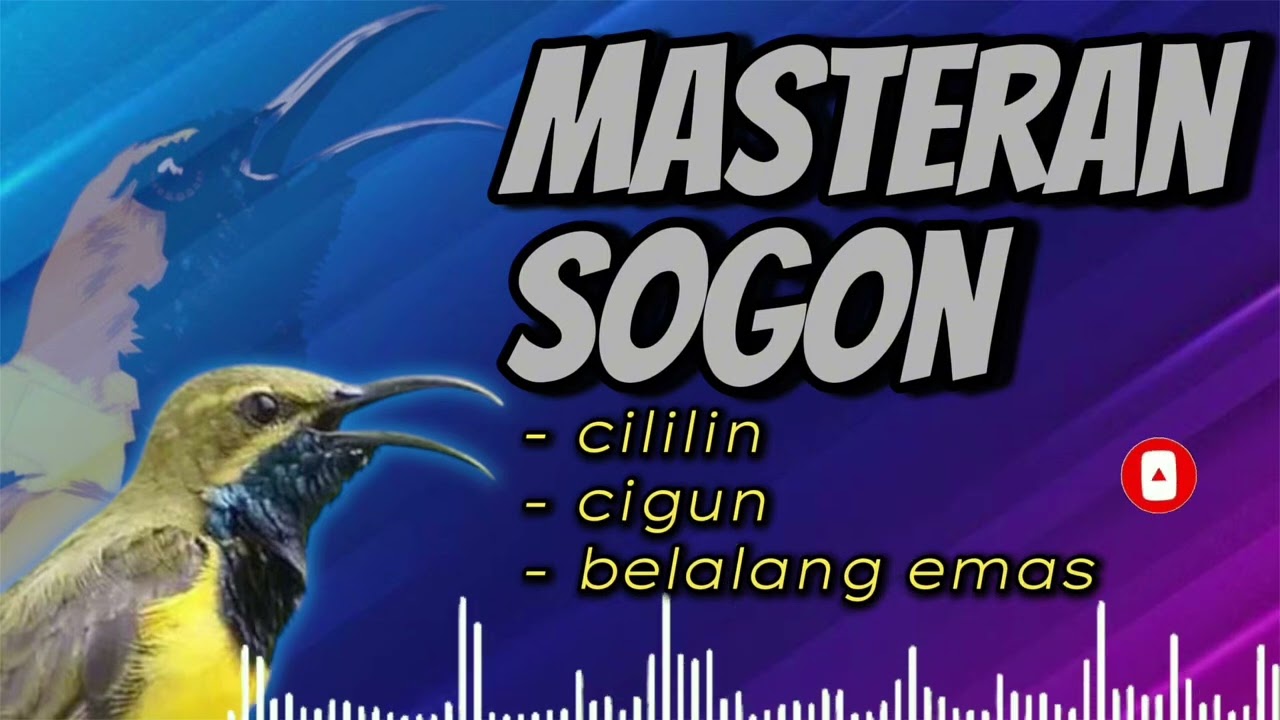 MASTERAN SOGON KOMPILASI CILILIN CIGUN BELALANG EMAS #sogon #bsogokontong #sogonmater #sogonnembak