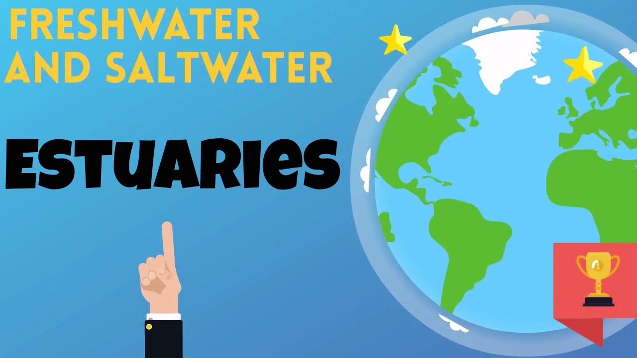 What is an estuary?