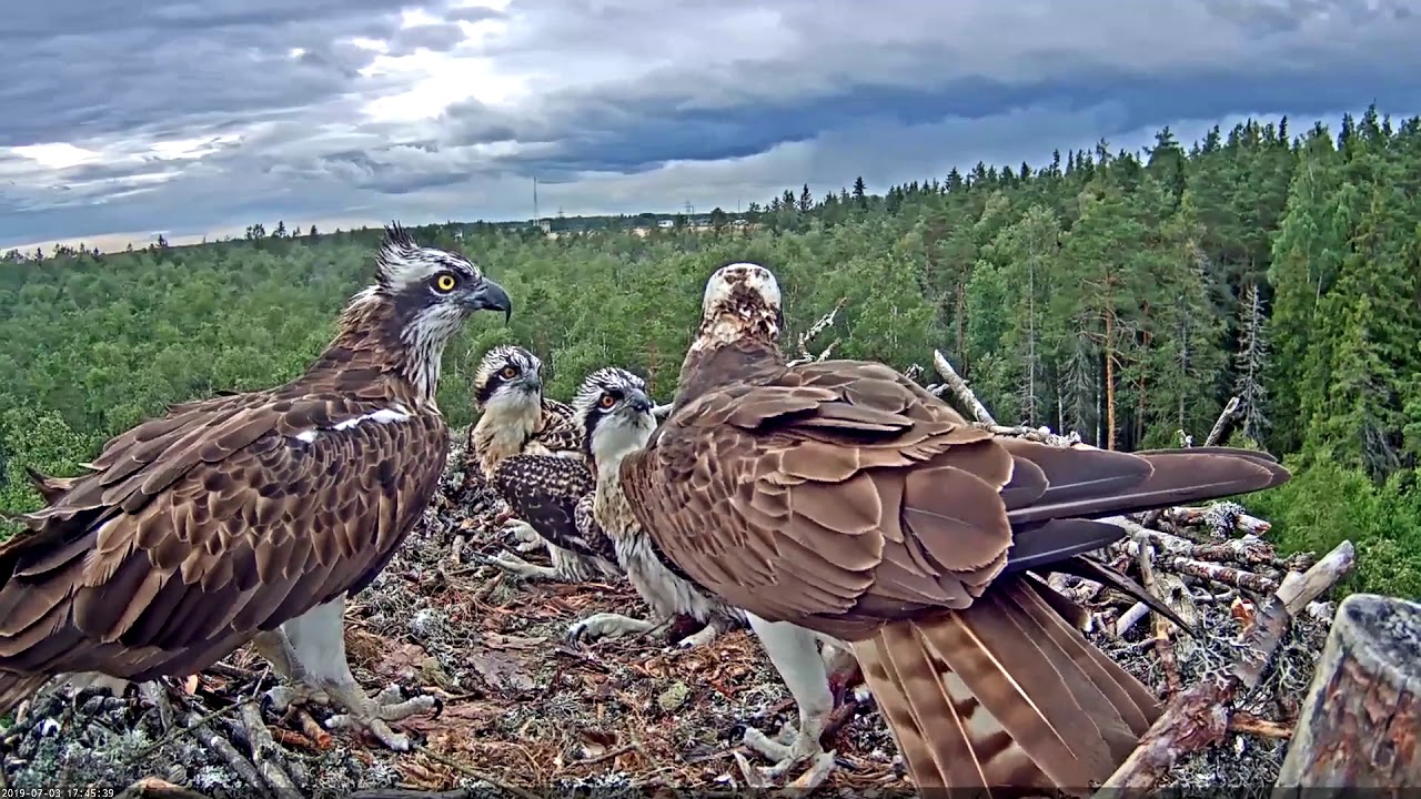 Estonian Osprey Nest (Marko & Miina) 2019