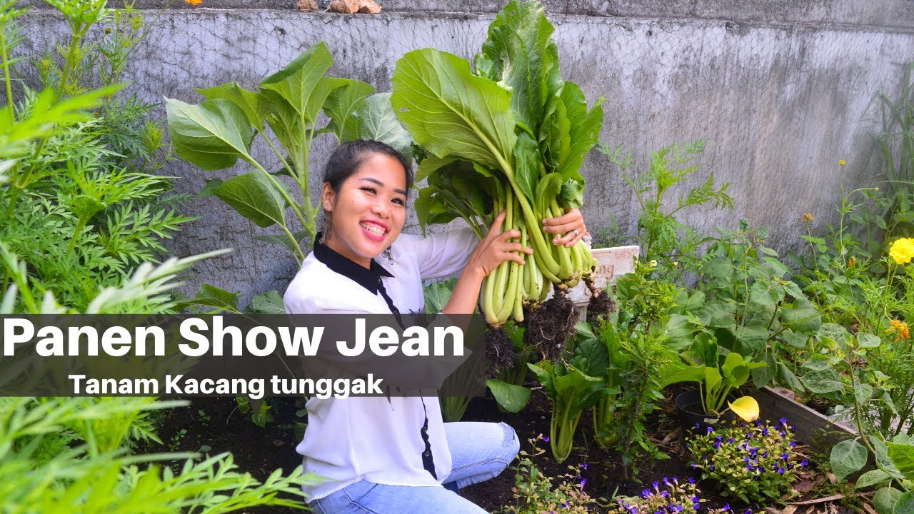 Panen Sawi dan Biji Kacang Merah Panjang|| Tanam Kacang Tunggak Warna Ungu Kaya Akan Protein