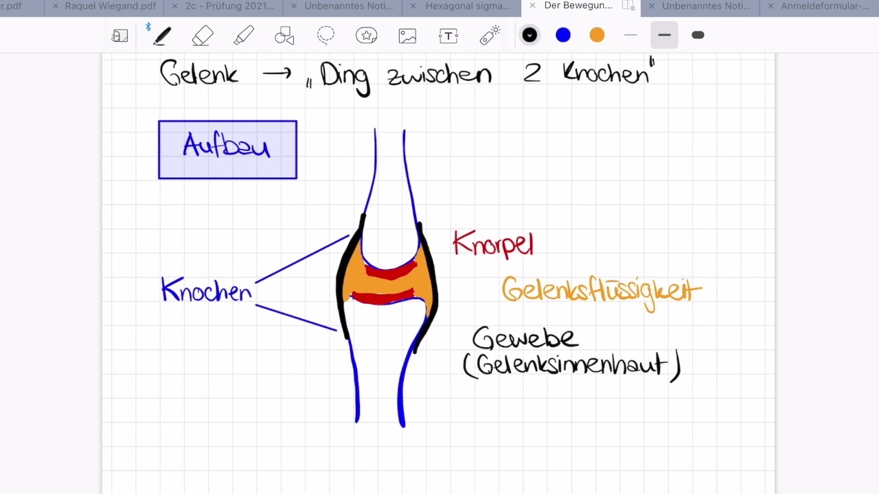 Erklärvideo Gelenke (Arten & Aufbau)
