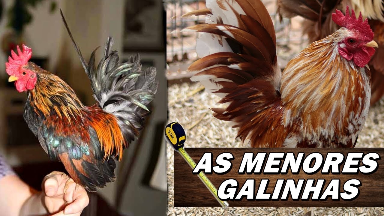 TOP 10: AS MENORES RAÇAS DE GALINHA DO MUNDO