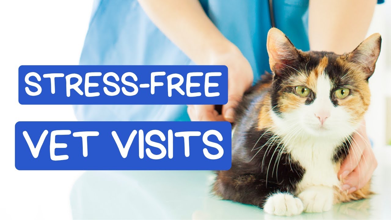 Fear Free Cat Vet Visits: Cooperative Care for Stress-Free Checkups