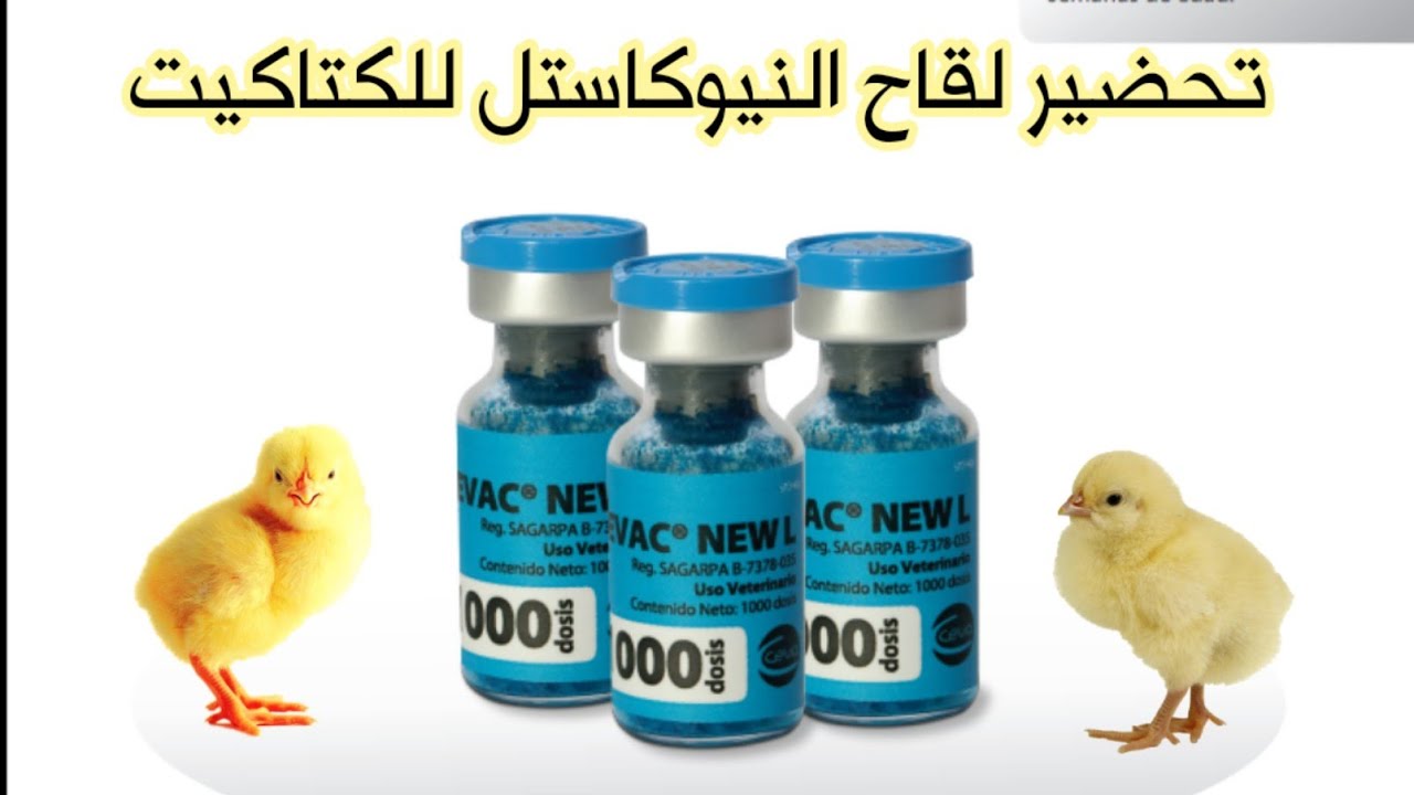 طريقة تلقيح الكتاكيت ضد مرض النيوكاستل