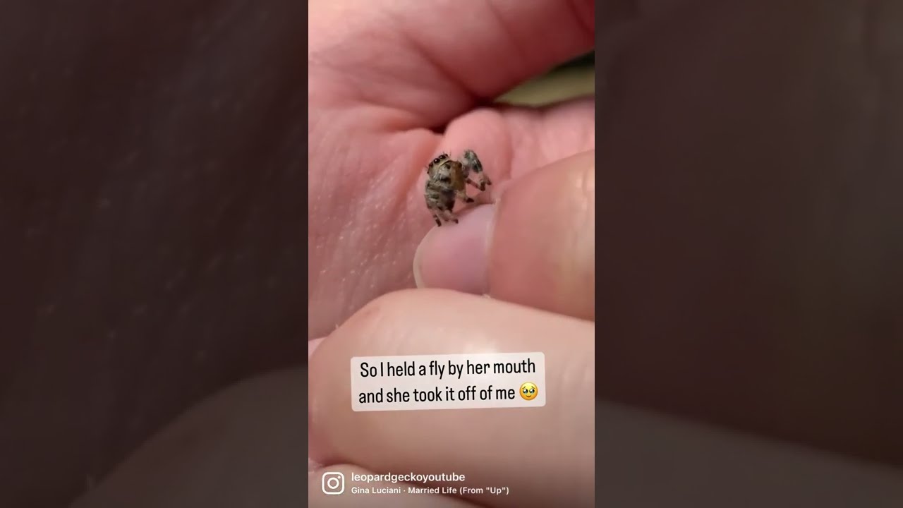 Hand Feeding My Adorable Little Jumping Spider 🥰 