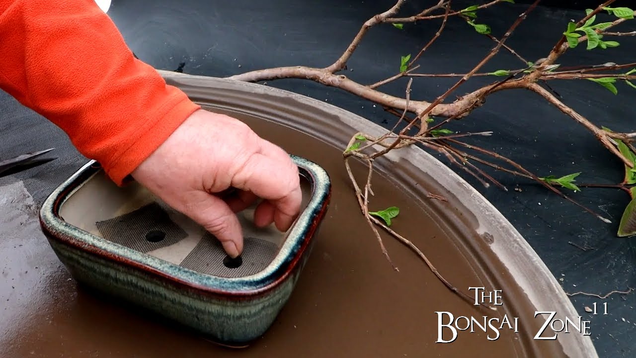 Repotting My Guava Tree, The Bonsai Zone, Feb 2024