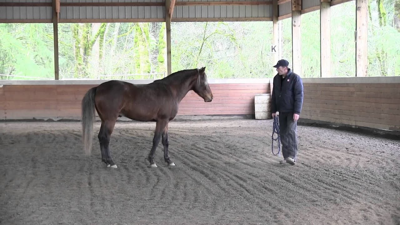 Stunning Rocky Mountain Horse - Free lunging