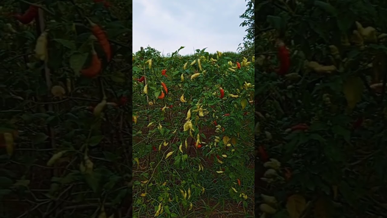 petani cabai ori pemula #petani #petanicabaiindonesia #cabaiori #kebun