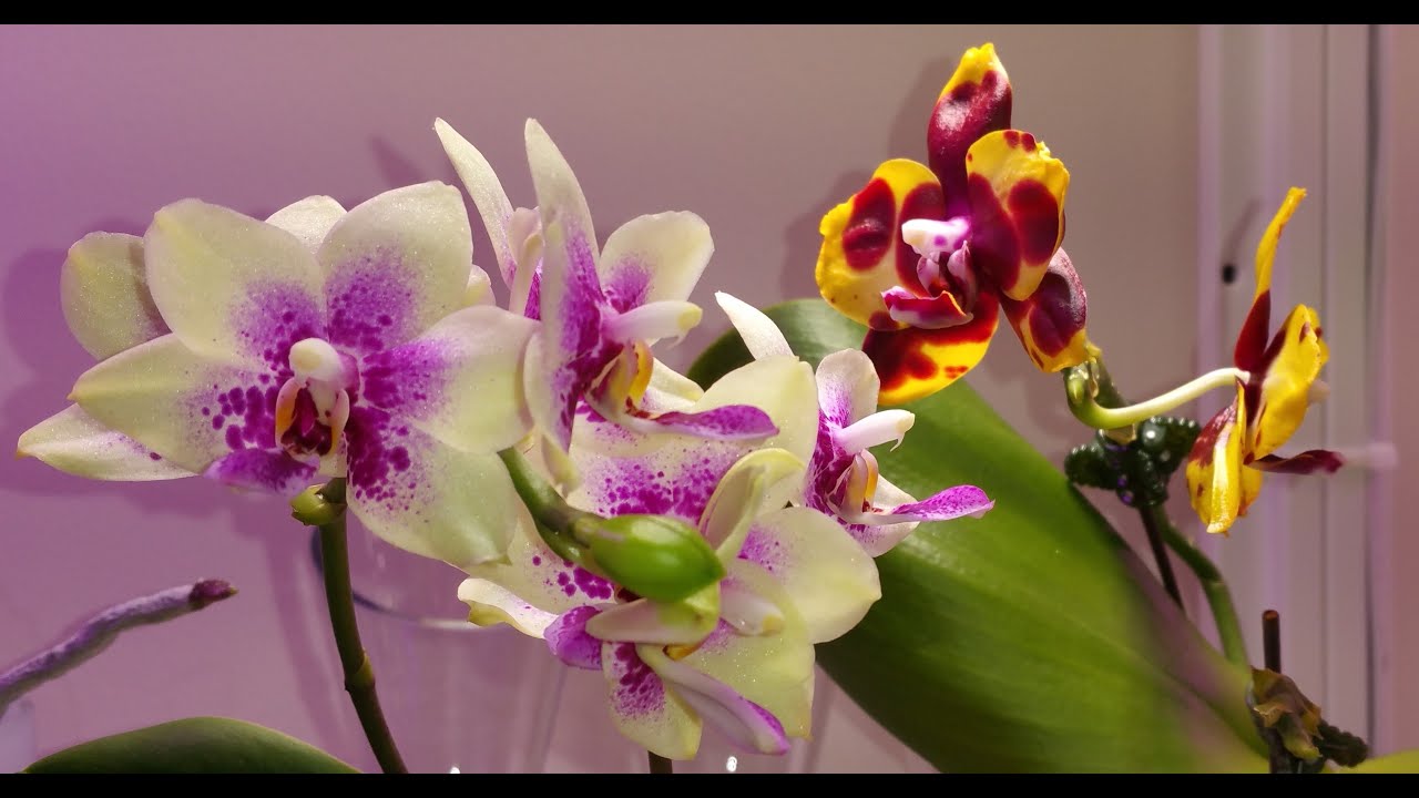 Фаленопсисы Многообразие нашей любимой группы орхидей