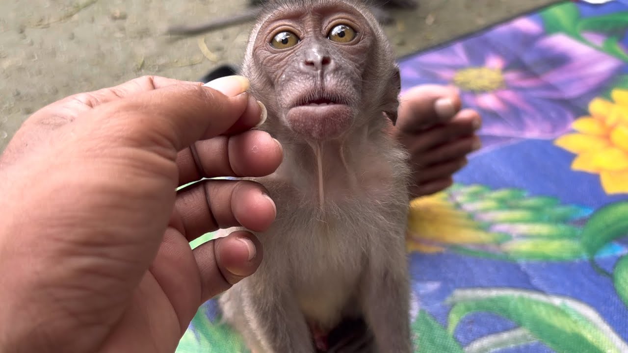 little monkey samson studied my face and tried to chat
