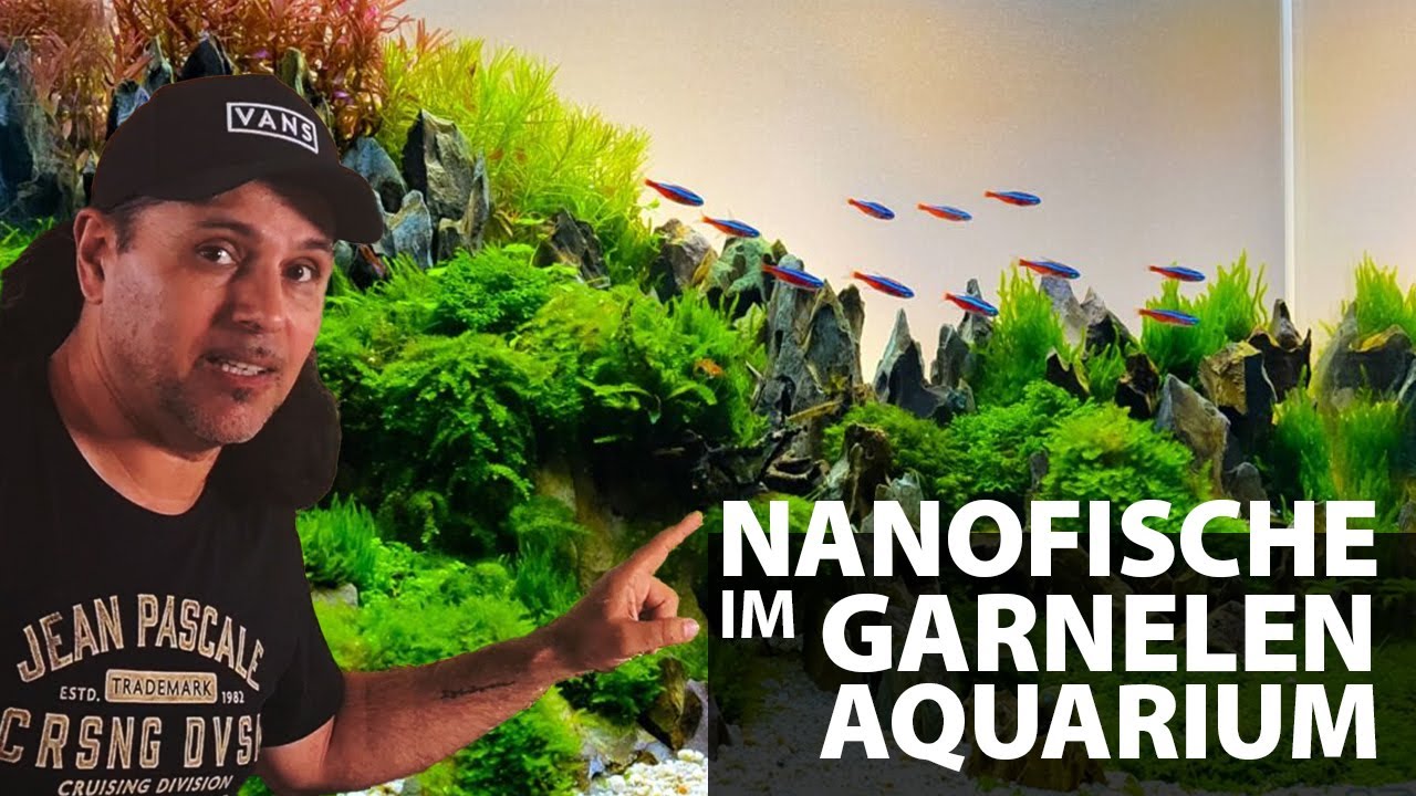 Chris Lukhaup: NANOFISCHE im Garnelenaquarium?!  || GARNELIO