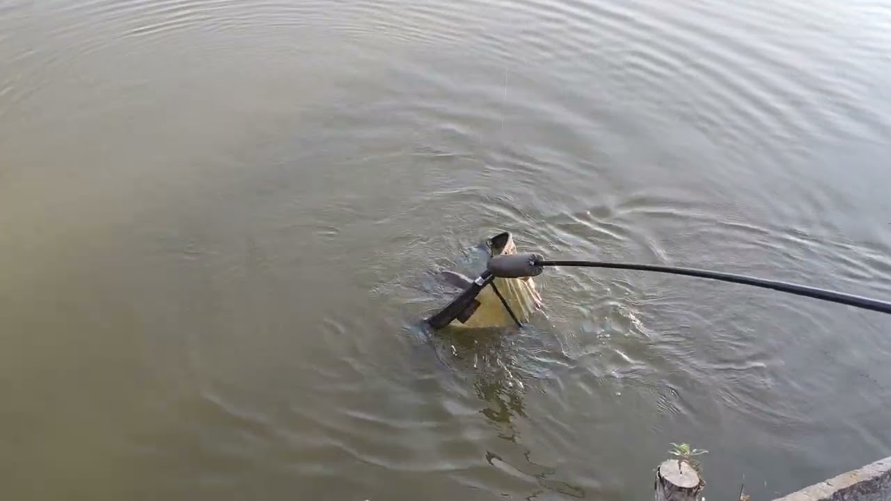 crap la feeder