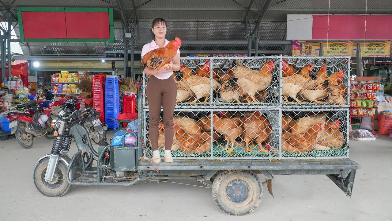 Selling Many Chickens Hens After 6 Month Of Raising - Go To Market Sell Out in 30 Minutes