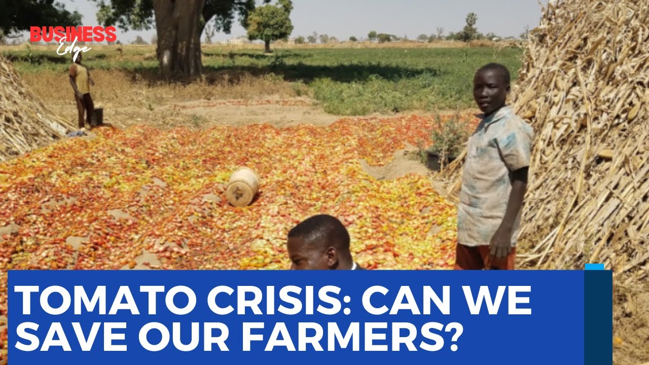 Tomato Farmers in Crisis: Can the Government Help?